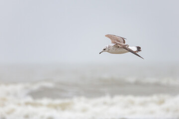 On the Dutch beach this juvenile black-tailed gull was present looking for food in the sand and in the sea, also known as the mew gull or the larus canus