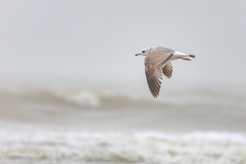 On the Dutch beach this juvenile black-tailed gull was present looking for food in the sand and in the sea, also known as the mew gull or the larus canus