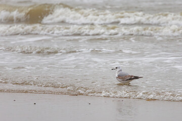 On the Dutch beach this juvenile black-tailed gull was present looking for food in the sand and in the sea, also known as the mew gull or the larus canus