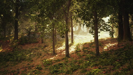 Obraz premium Soft sunlight illuminates the tranquil forest as trees stand tall. The gentle glow creates a magical atmosphere, inviting exploration and connection with natures beauty.