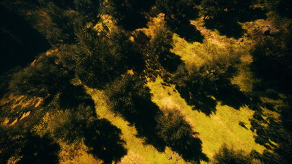 A serene afternoon scene shows sunlight pouring through lush trees, casting intricate shadows on a vibrant green meadow below. The beauty of nature unfolds in calmness.