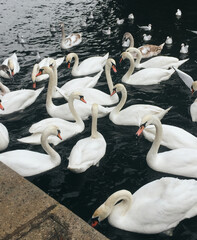 Obraz premium Group of white swans swimming in a dark water body with several ducks visible in the background during a cloudy day