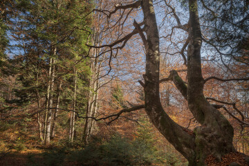 Ancient Beech Tree Trunk in Vibrant Autumn Forest.