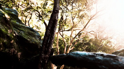 Fototapeta premium In a serene forest, warm sunlight casts a gentle glow on verdant foliage and mossy stones. The tranquil scene showcases natures beauty and invites peaceful reflection in a quiet corner.
