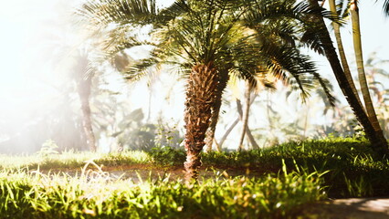 Golden sunlight streams through tall palm trees in a lush tropical setting. Green grass carpets the ground, creating a serene and picturesque outdoor space. Natures beauty shines vibrantly.