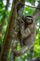 Fototapeta premium Sloth in the tree