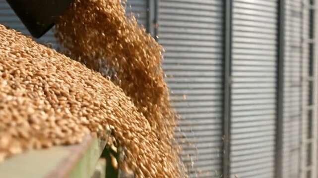 Grain pouring into metal silo storage,farm,storage