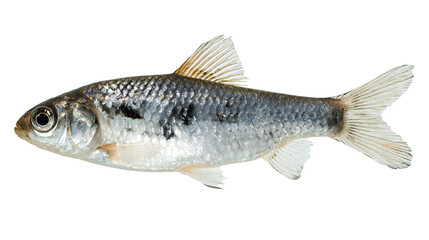 Silver fish with black spots isolated on a transparent background