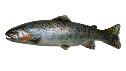 Obraz premium Whole uncooked rainbow trout isolated on a transparent background 3