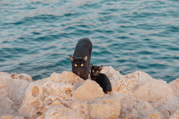 Black mother cat and kitten standing on light colored rocks, looking at the camera with the blue sea in the background