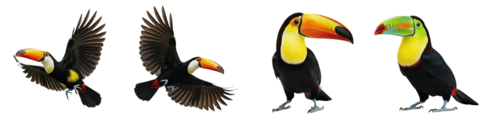Fototapeten Tukan Realistic Toco Toucan Bird Collection Featuring Dynamic Flying and Standing Poses With Vibrant Orange Beaks Isolated on White Background PNG Mockup for Nature and Wildlife Illustration  © QUO YEAT