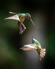 hummingbirds in flight fighting © Jesca