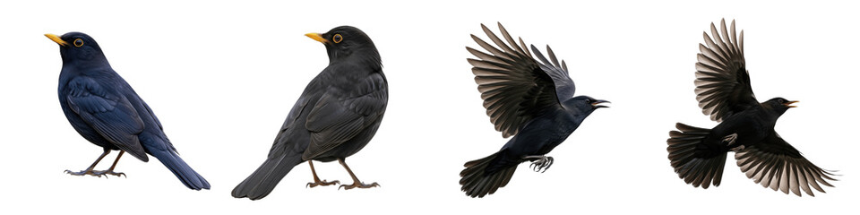 Fototapeta premium Realistic Blackbird Collection Featuring Dynamic Flying and Standing Poses with Yellow Beak Accents Isolated on White Background PNG Mockup for Nature and Wildlife Illustration