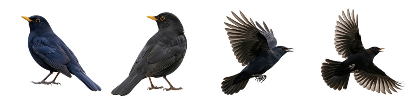 Realistic Blackbird Collection Featuring Dynamic Flying and Standing Poses with Yellow Beak Accents Isolated on White Background PNG Mockup for Nature and Wildlife Illustration
