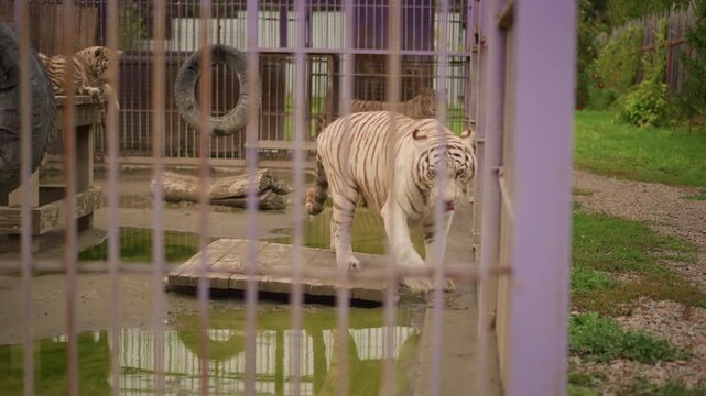 caged white tiger pacing behind bars in small outdoor enclosure, muddy puddle and worn tire visible striped feline moves along pathway near purple steel cage, rope toy and reflection in water, tense