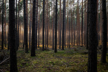 wieczór w lesie © Grzegorz