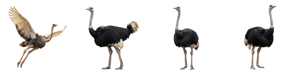 Common Ostrich Set Transparent PNG Isolated On White Background Large African Flightless Bird Standing Running Wings Spread Nature Elements Wildlife