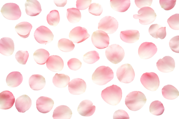 Pink rose petals background texture. Valentine backgrounds. Romantic designs. Love themed projects.
