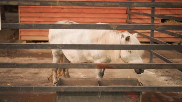 Solitary bovine in dusty yard, Lone cow stands behind metal bars in dusty stockyard environment, Mournful bovine pacing beside wooden wall in gentle afternoon light and dusty surroundings