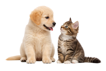 Puppy and kitten sitting together day of Saint Valentine. Valentine designs. Love themed projects. Romantic holiday visuals.