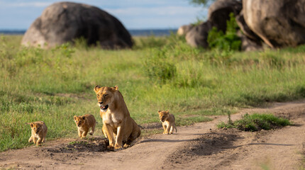 Lioness with cubs on a road in the African savannah © Fabian Vargas