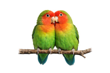 Fototapeta premium Two lovebirds sitting together on a branch day of Saint Valentine. Valentine designs. Love themed projects. Romantic holiday visuals.