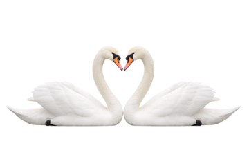 White swan couple heart shape. Valentine designs. Love themed projects. Romantic holiday visuals.