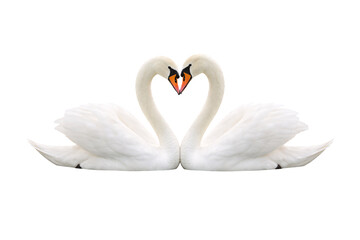 Obraz premium Two swans forming a heart shape. Valentine designs. Love themed projects. Romantic holiday visuals.