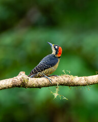 colorful birds of the world