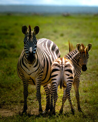 Obraz premium zebra with cubs in the African savannah