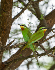 various African birds ready for publication, from birds of prey to colorful species