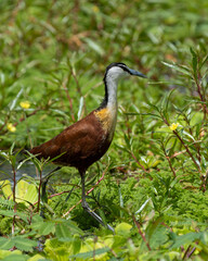 various African birds ready for publication, from birds of prey to colorful species