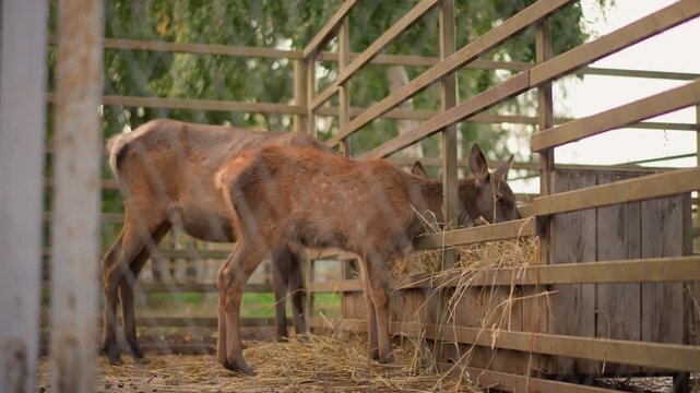 two deer eating hay in pen, doe pair nibbling from wooden feeder inside sheltered stable with hay fragments on floor, camera framed through fence rail reveals calm rural care setting, soft overcast