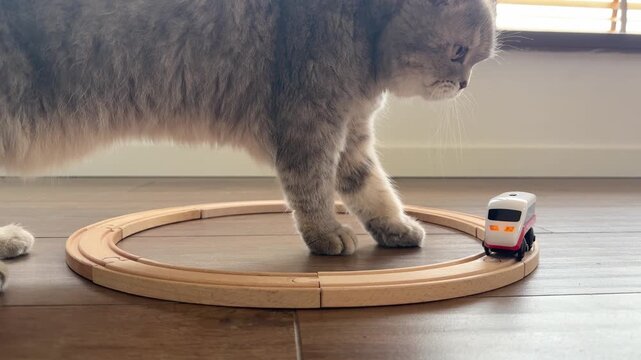 Curious cat plays with toy train on wooden railway track