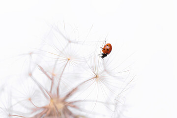 Ladybird on fluffy Dandelion on light background