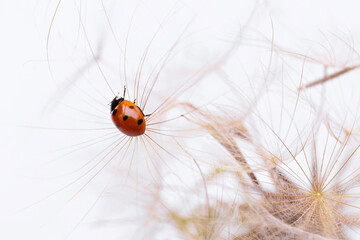 Ladybug on fluffy Dandelion on white background