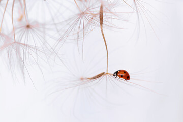Ladybug on fluffy Dandelion on white background