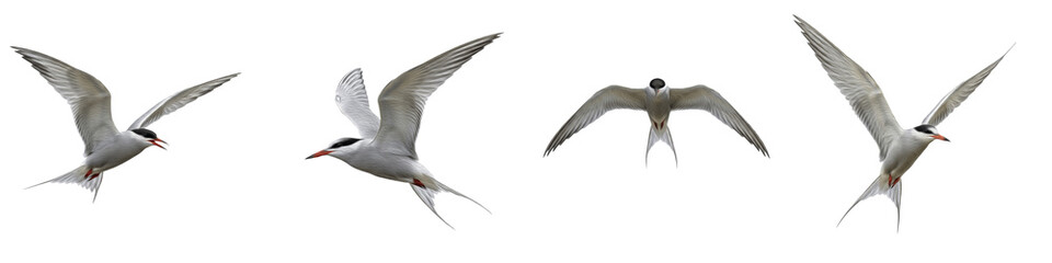 Obraz premium Common Tern Bird Set Isolated on White Background, Sterna Hirundo in Flight Poses, Small Seabird with Red Beak, Transparent PNG Coastal Wildlife Clipart Collection
