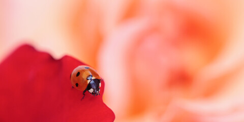 Ladybug on a red rose petal