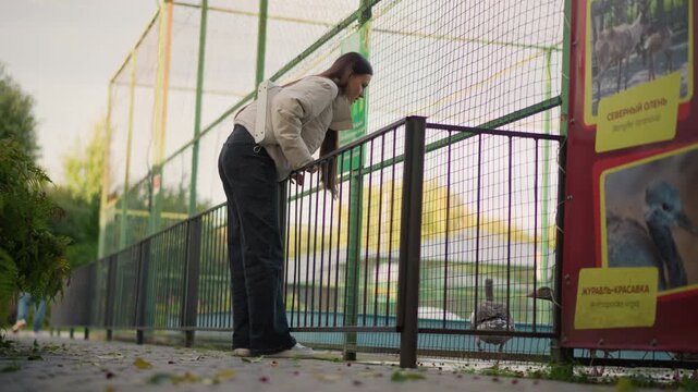 caucasian woman peers over railing into animal enclosure during golden evening, long braid and coat, engaged posture, informational poster close by, soft city park background, attentive gaze, peaceful