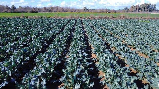 The path of harvest: Low-altitude aerial tracking shot moving forward through broccoli rows towards the horizon.