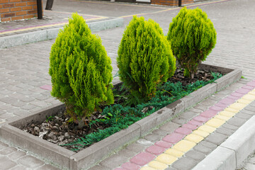 Trimmed evergreen shrubs planted in modern city flowerbed with paving stones, representing urban landscaping, greenery and outdoor decorative gardening, ornamental plants