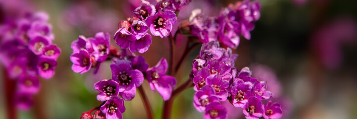 Panorama of flowers of Bergenia 'Eroica' in a garden in spring © Chris Lawrence