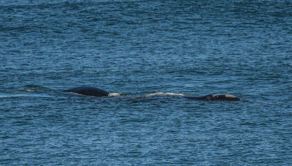 Fototapeta premium Southern Right Whale and calf sighting in Gansbaai a small town near Hermanus