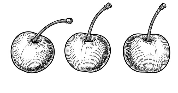 Hand-drawn cherry trio in black and white vector illustration