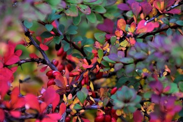 Obraz premium Autumn Barberry Branch with Red Berries and Colorful Leaves, Vibrant Fall Foliage Background.lose-up photograph of a barberry shrub (Berberis) in autumn, featuring vivid red berries and multicolored