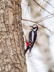 Fototapeta premium Little woodpecker sits on a tree trunk. The great spotted woodpecker, Dendrocopos major