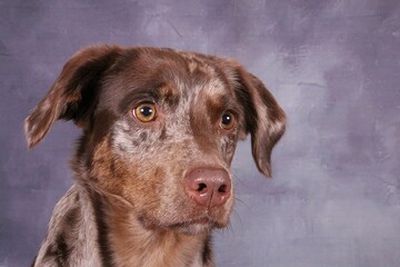 Head portrait of a handsome red merle Aussidor against a grey background