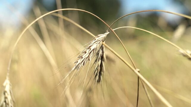 Close-up of dry wheat stalks in a field. The golden grains are visible, surrounded by blurred green and brown background. Natural agricultural scene.