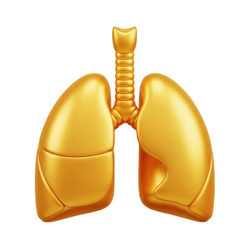 Golden human lungs with detailed bronchial structure